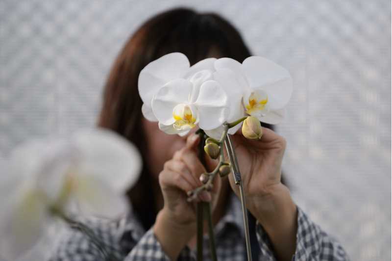 En kvinna håller i en orkidé