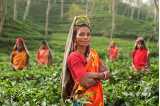 Kvinnor i röda och orangefärgade saris på en plantage i Indien.