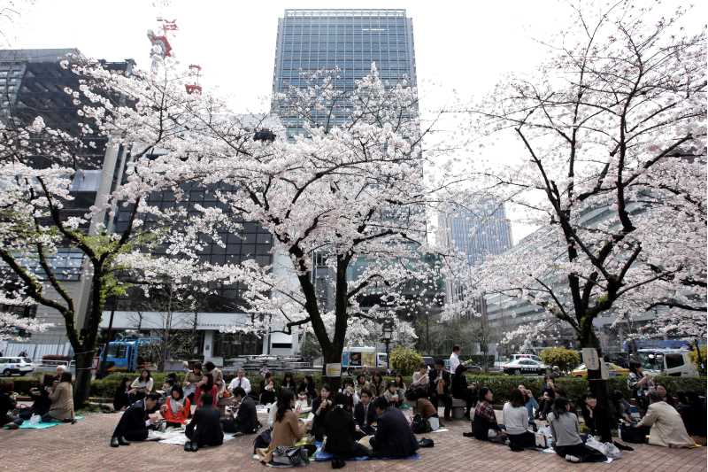 Körsbärsträd i blom på ett torg i Japan med grupper av människor som sitter under och äter lunch