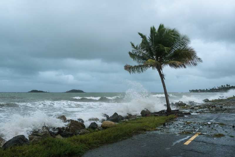 Bild av en stormig strand med palmträd