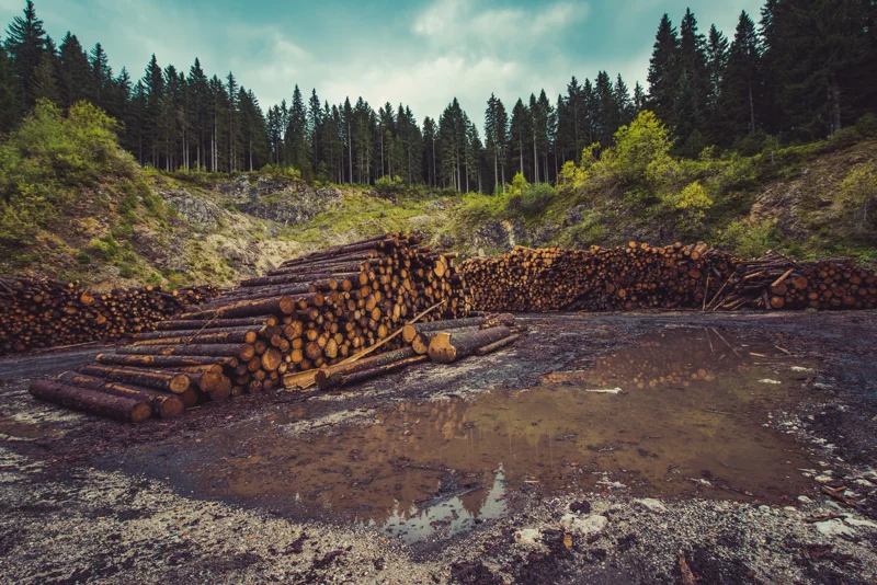 Skog med tømmer i forgrunnen