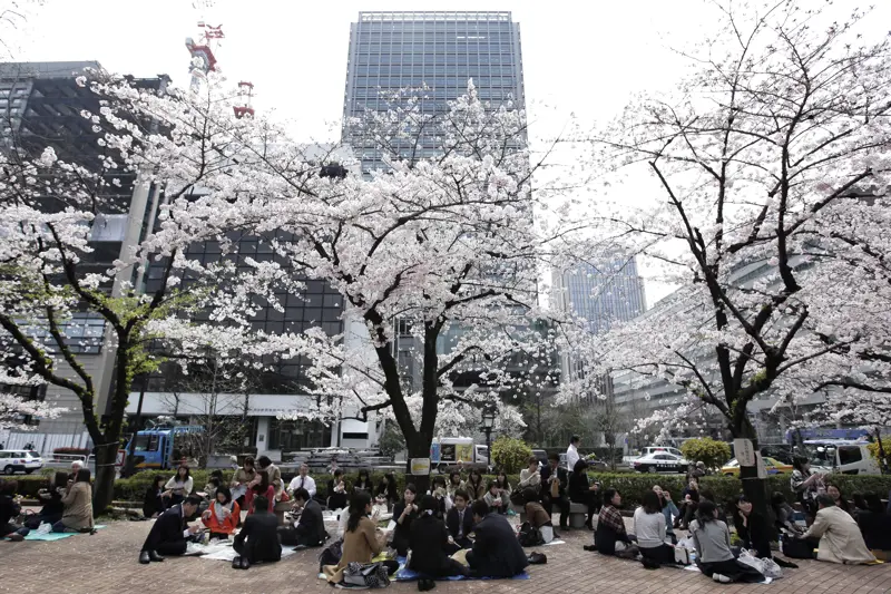 Kirsebærtre i blomst på et torg i Japan med grupper av mennesker som sitter og spiser.