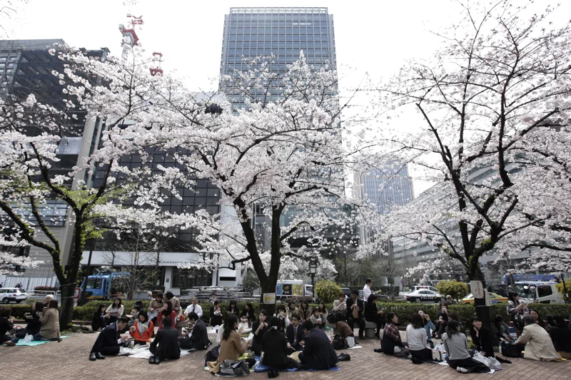 Kirsebærtre i blomst på et torg i Japan med grupper av mennesker som sitter og spiser.